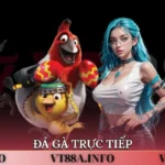 đá gà trực tiếp