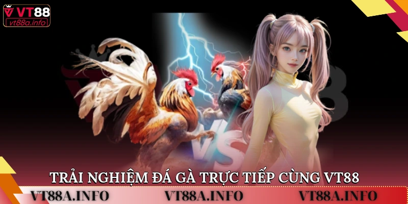 Trải nghiệm đá gà trực tiếp cùng VT88